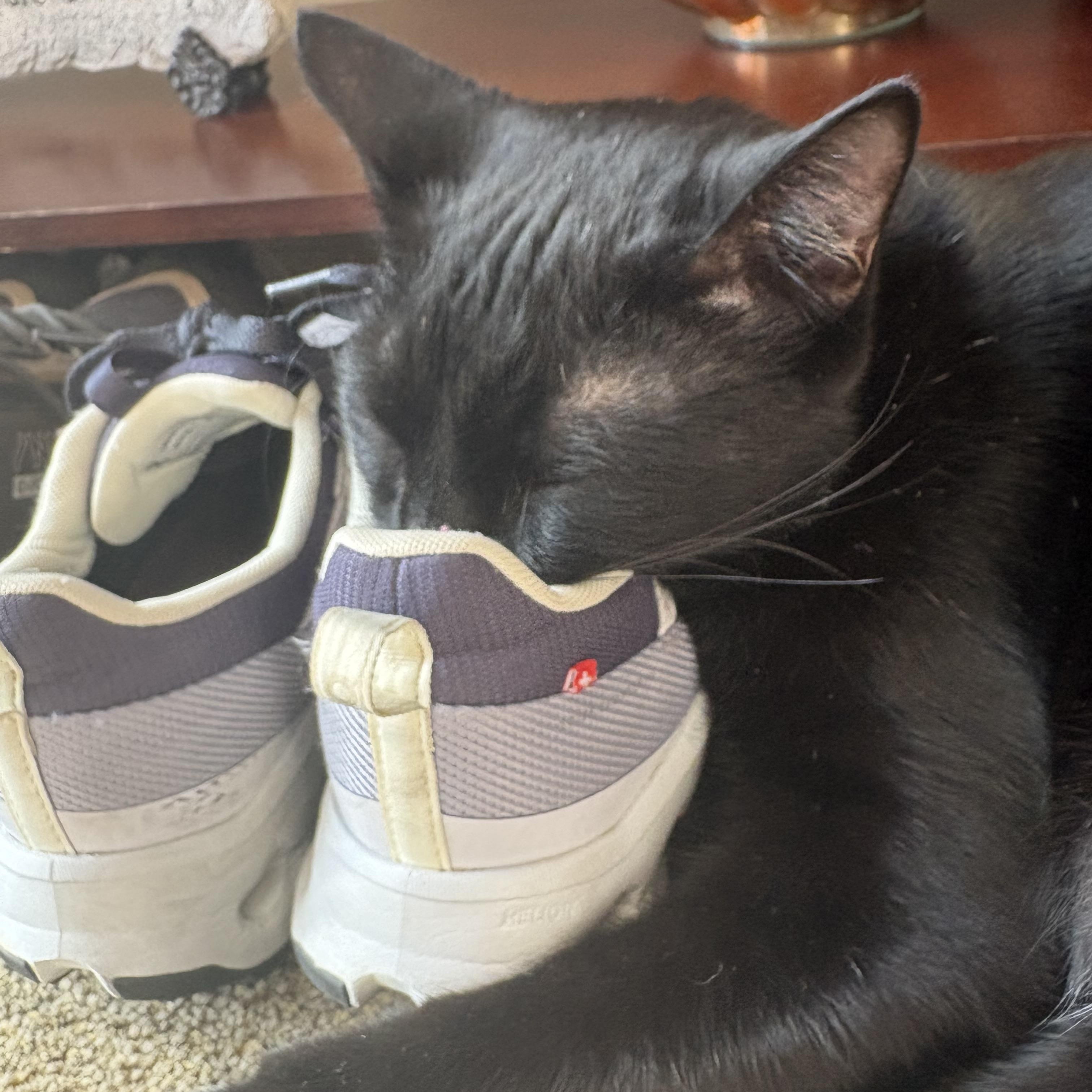 Enlarge CHEX  Super Sweet Lap Cat Male Black Adult, a ADOPTABLE Domestic Short Hair in Monroe, NC image 2/5