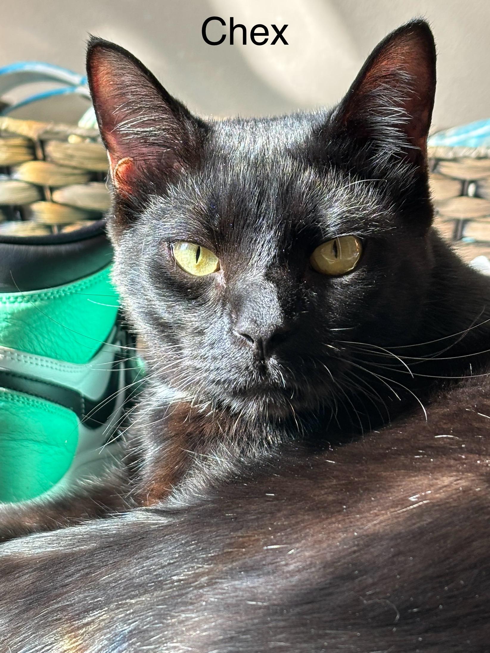 Enlarge CHEX  Super Sweet Lap Cat Male Black Adult, a ADOPTABLE Domestic Short Hair in Monroe, NC image 5/5