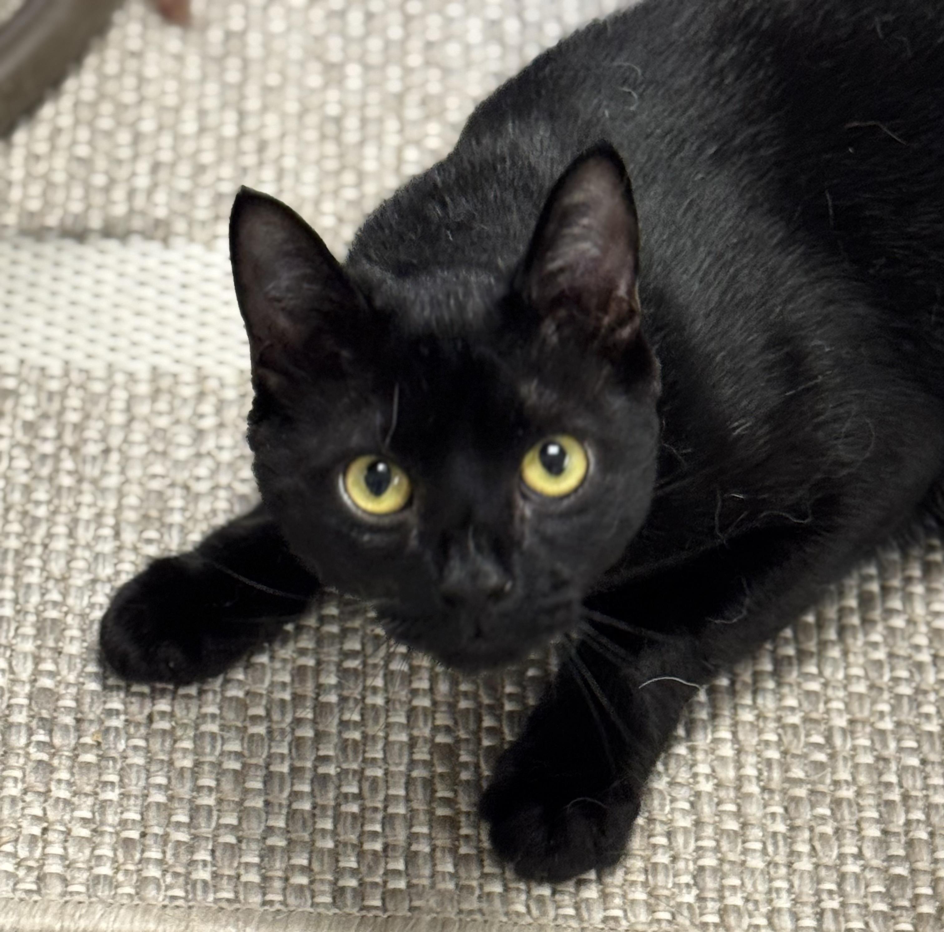 Enlarge CHEX  Super Sweet Lap Cat Male Black Adult, a ADOPTABLE Domestic Short Hair in Monroe, NC image 4/5