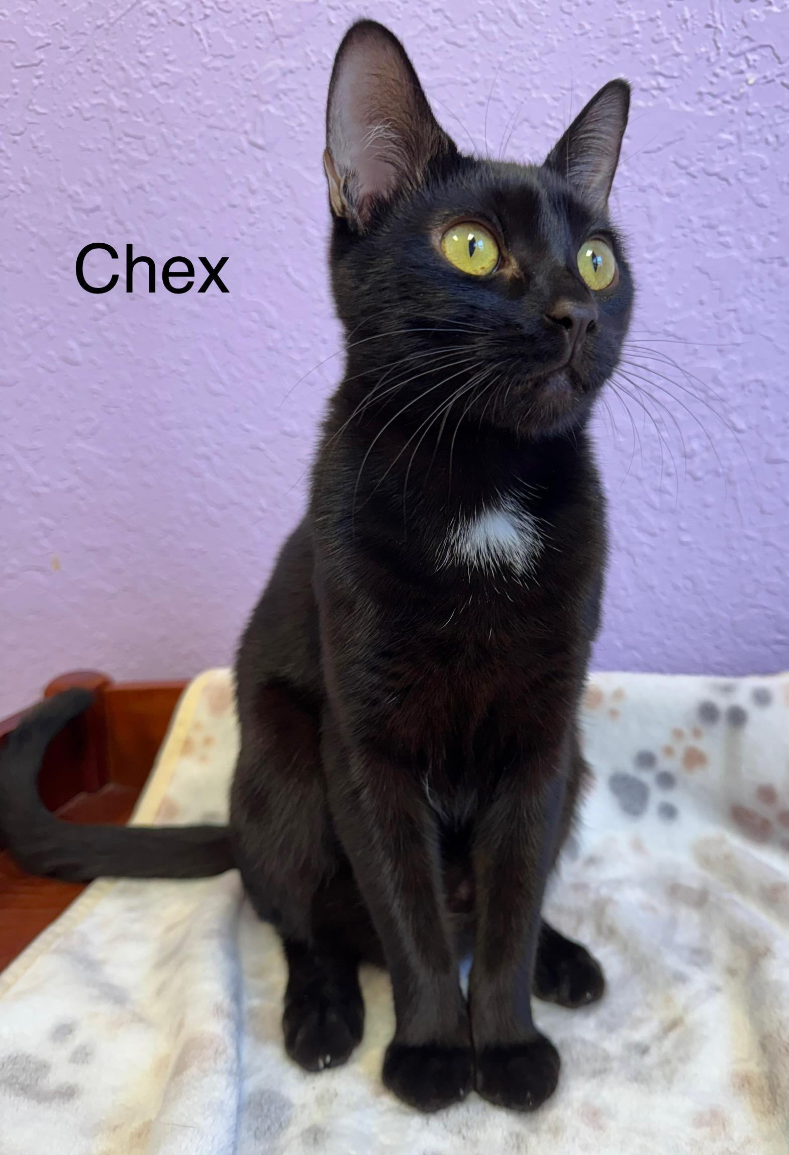 Enlarge CHEX  Super Sweet Lap Cat Male Black Adult, a ADOPTABLE Domestic Short Hair in Monroe, NC image 3/5
