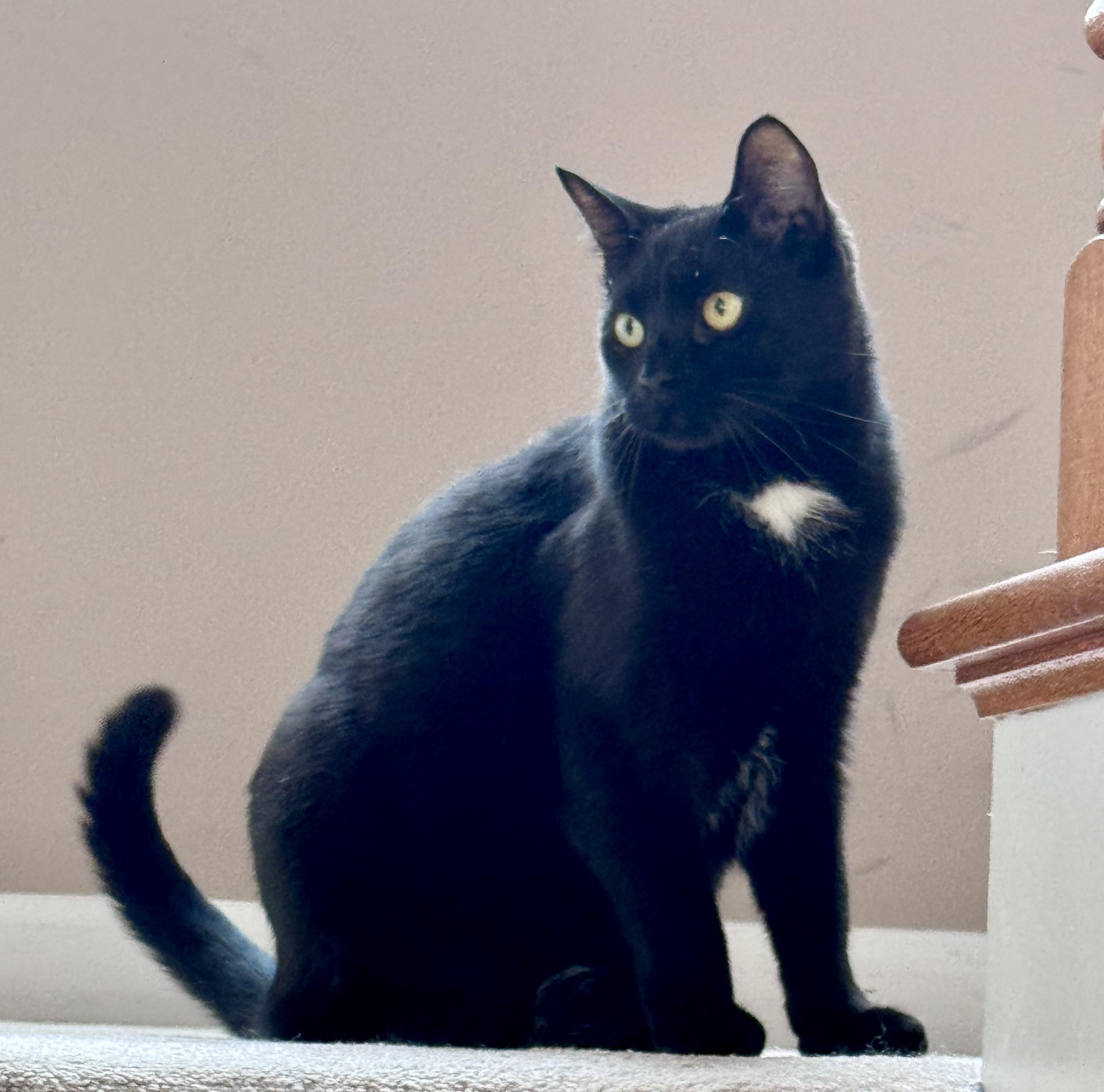 Enlarge CHEX  Super Sweet Lap Cat Male Black Adult, a ADOPTABLE Domestic Short Hair in Monroe, NC image 1/6