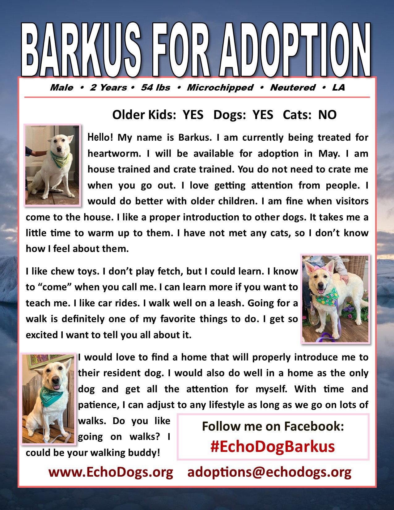 Barkus, a Adoptable White German Shepherd in Londonderry, NH image 1/3