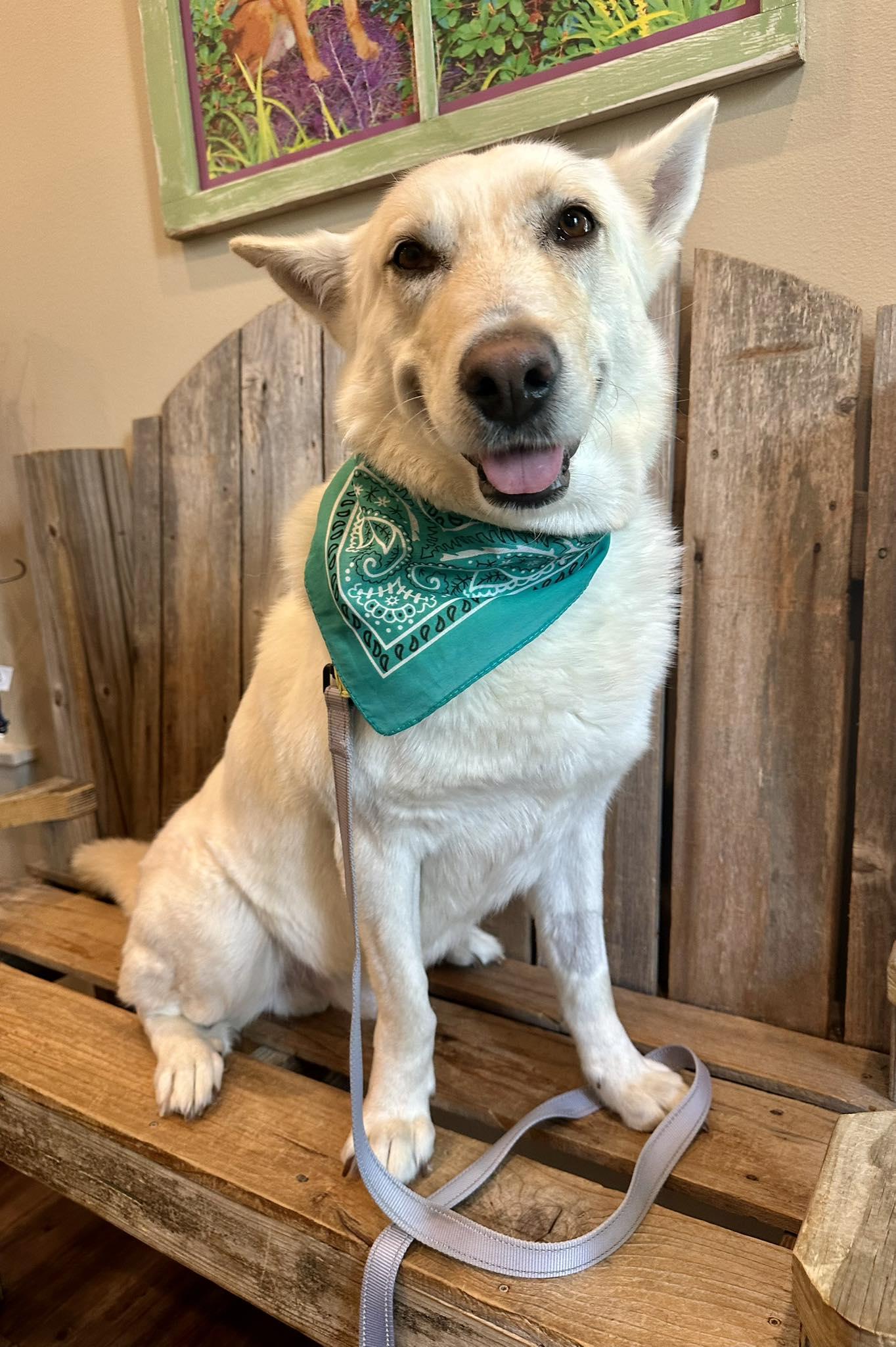 Barkus, a Adoptable White German Shepherd in Londonderry, NH image 2/3