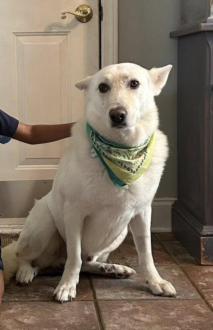 Barkus, a Adoptable White German Shepherd in Londonderry, NH image 3/3