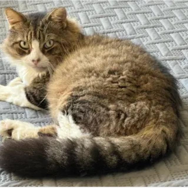 Enlarge Hank, a Adoptable Domestic Medium Hair in Houston, TX image 2/5