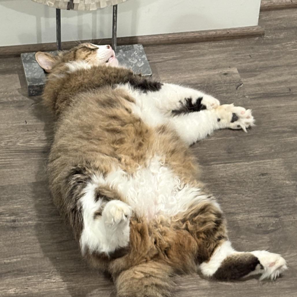 Enlarge Hank, a Adoptable Domestic Medium Hair in Houston, TX image 4/5