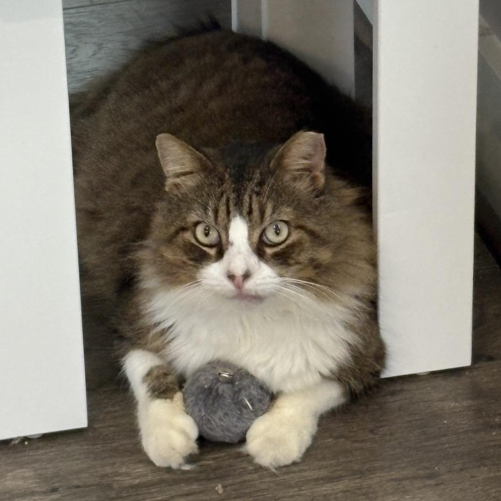 Hank, Adoptable, Adult Male Domestic Medium Hair.