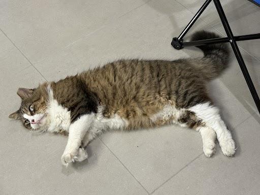 Enlarge Hank, a Adoptable Domestic Medium Hair in Houston, TX image 5/5