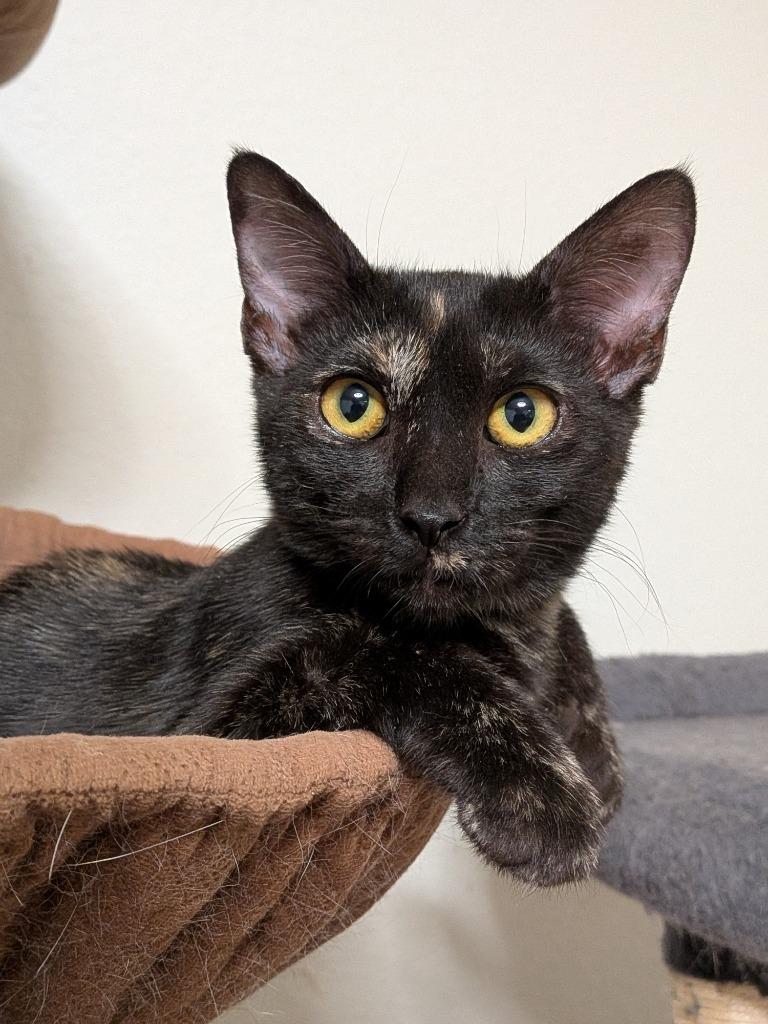 Georgie, Adoptable, Kitten Female Domestic Short Hair.
