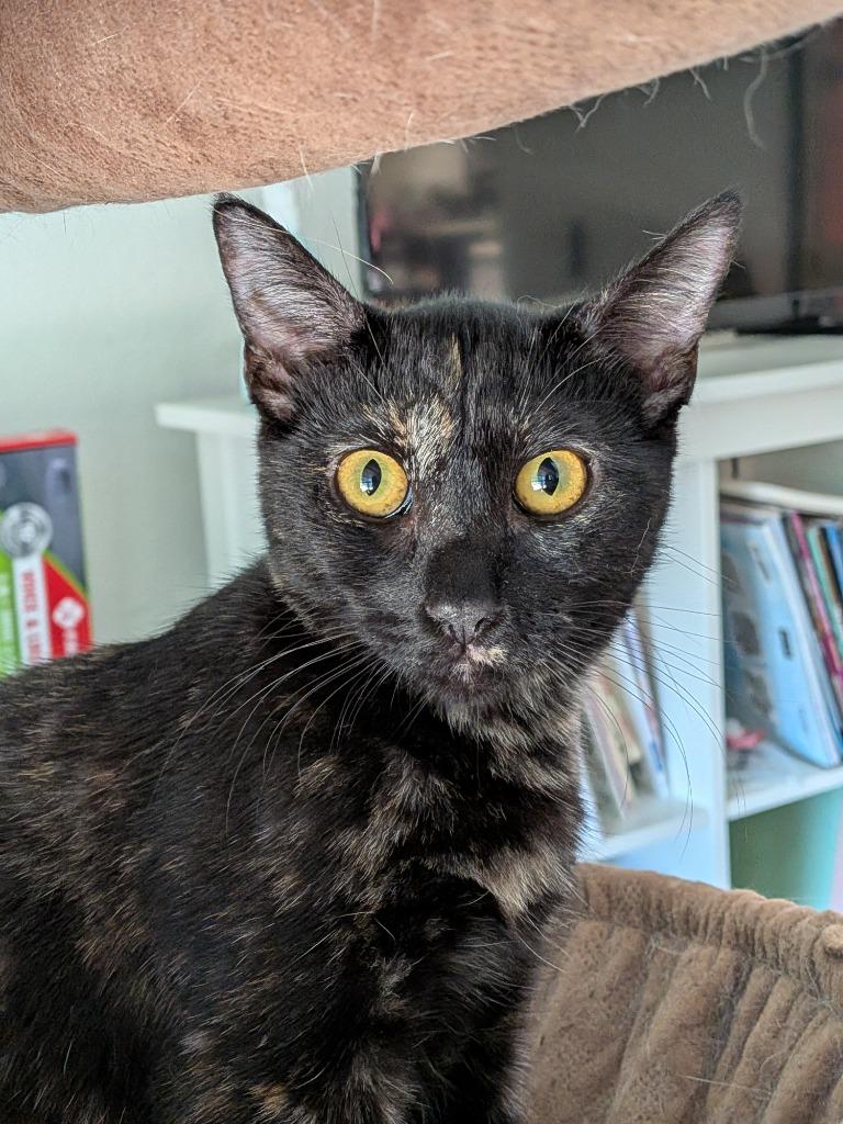 Enlarge Georgie, a Adoptable Domestic Short Hair in San Antonio, TX image 2/5