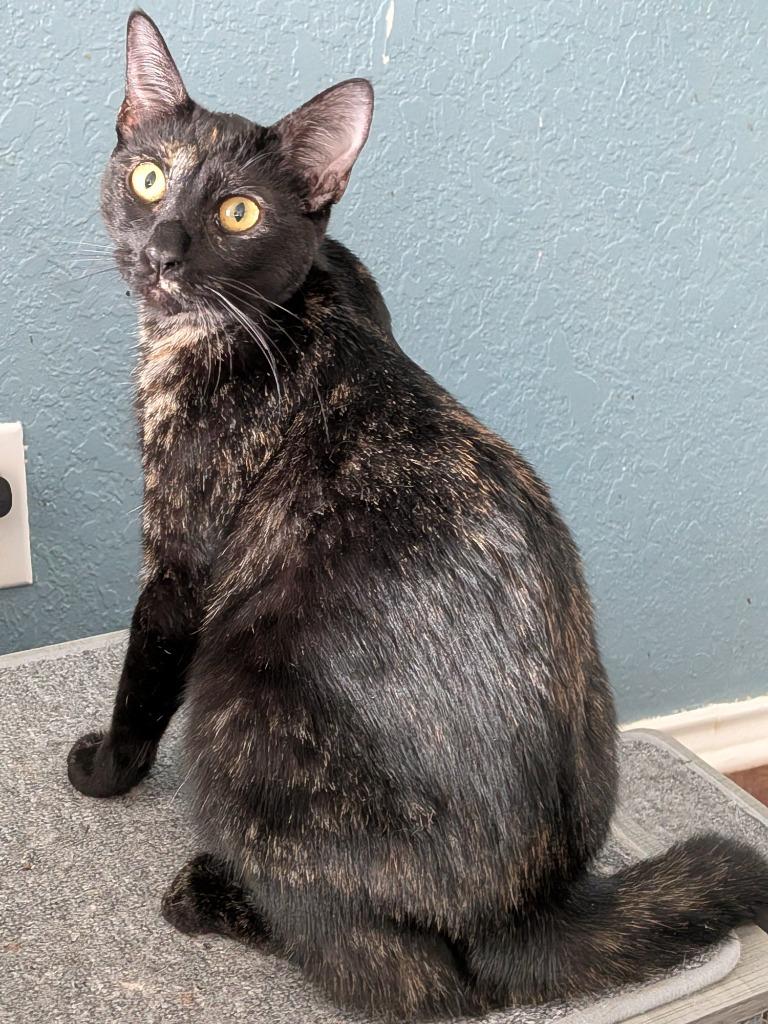 Enlarge Georgie, a Adoptable Domestic Short Hair in San Antonio, TX image 4/5