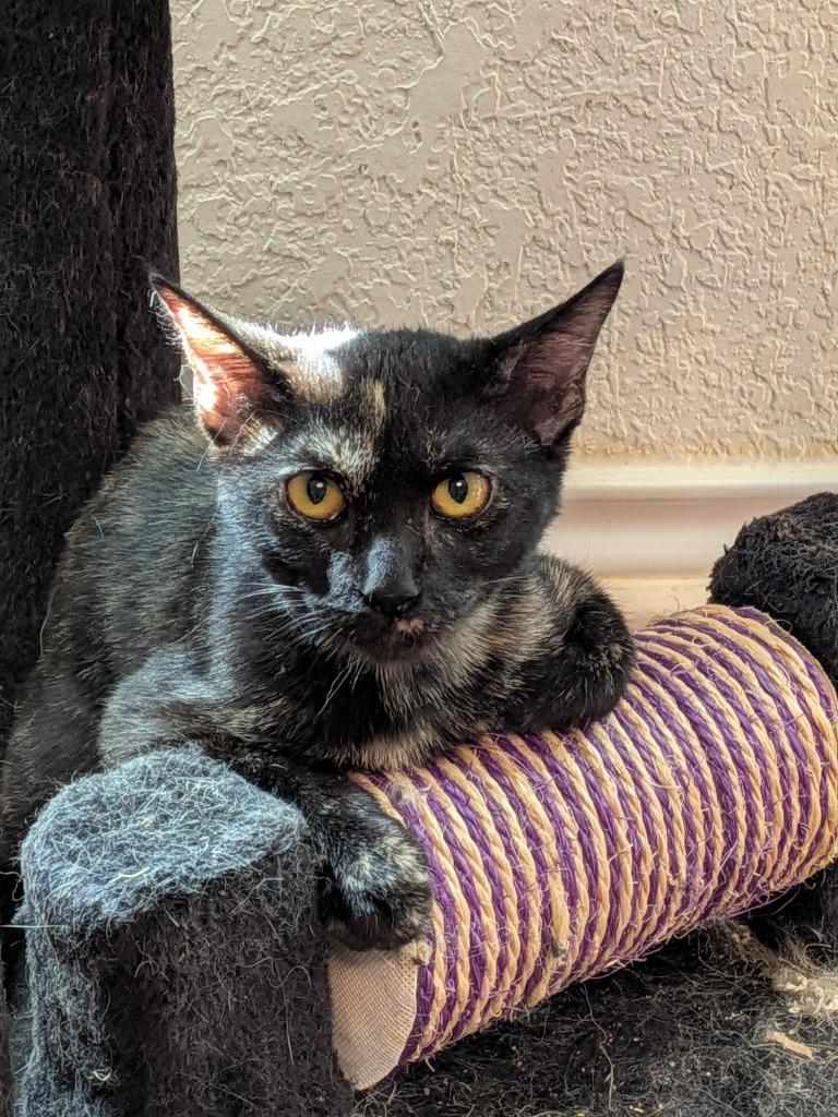 Enlarge Georgie, a Adoptable Domestic Short Hair in San Antonio, TX image 4/4