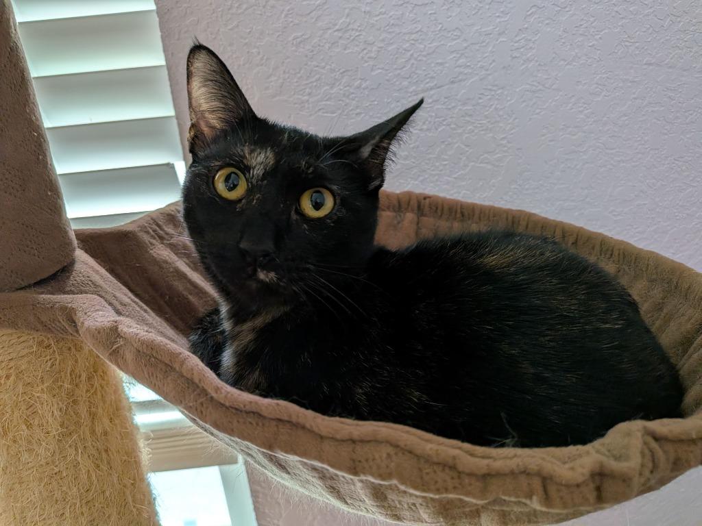 Enlarge Georgie, a Adoptable Domestic Short Hair in San Antonio, TX image 5/6