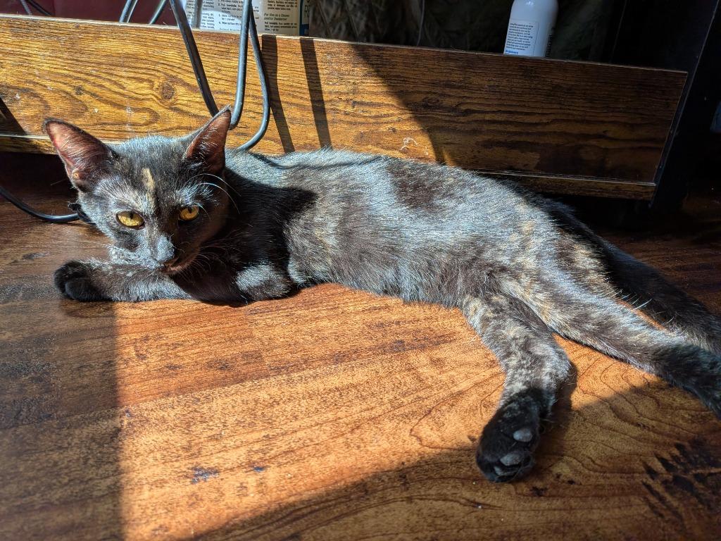 Enlarge Georgie, a Adoptable Domestic Short Hair in San Antonio, TX image 5/5