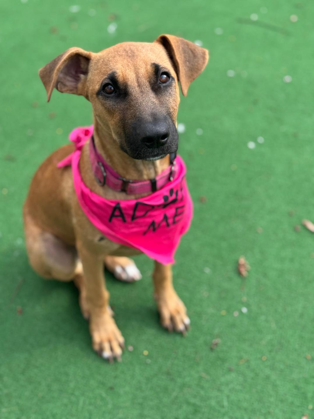 Aruban Ramona the party pup photo