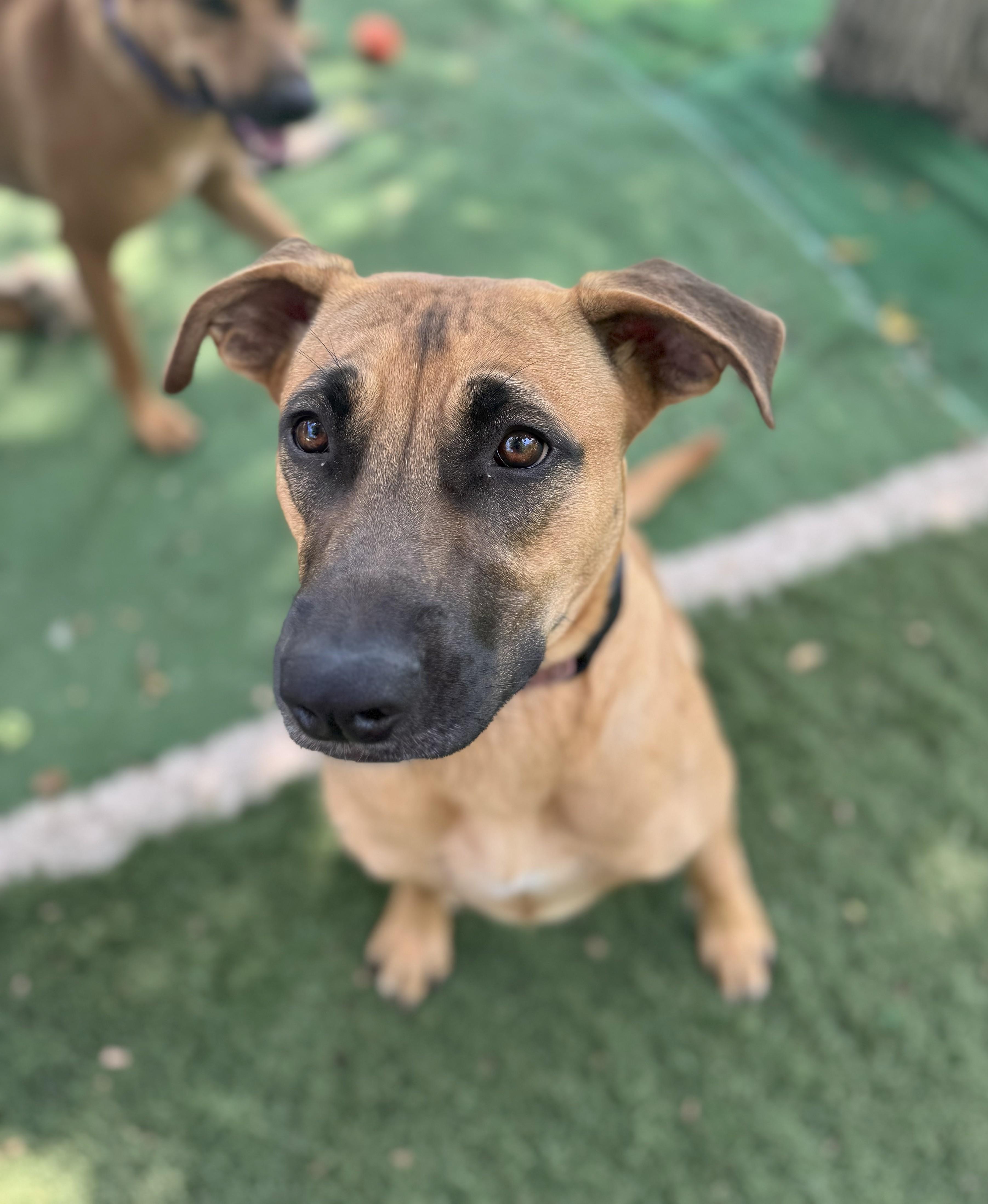 Enlarge Aruban Ramona the party pup, a Adoptable mixed breed in Elgin, IL image 2/5