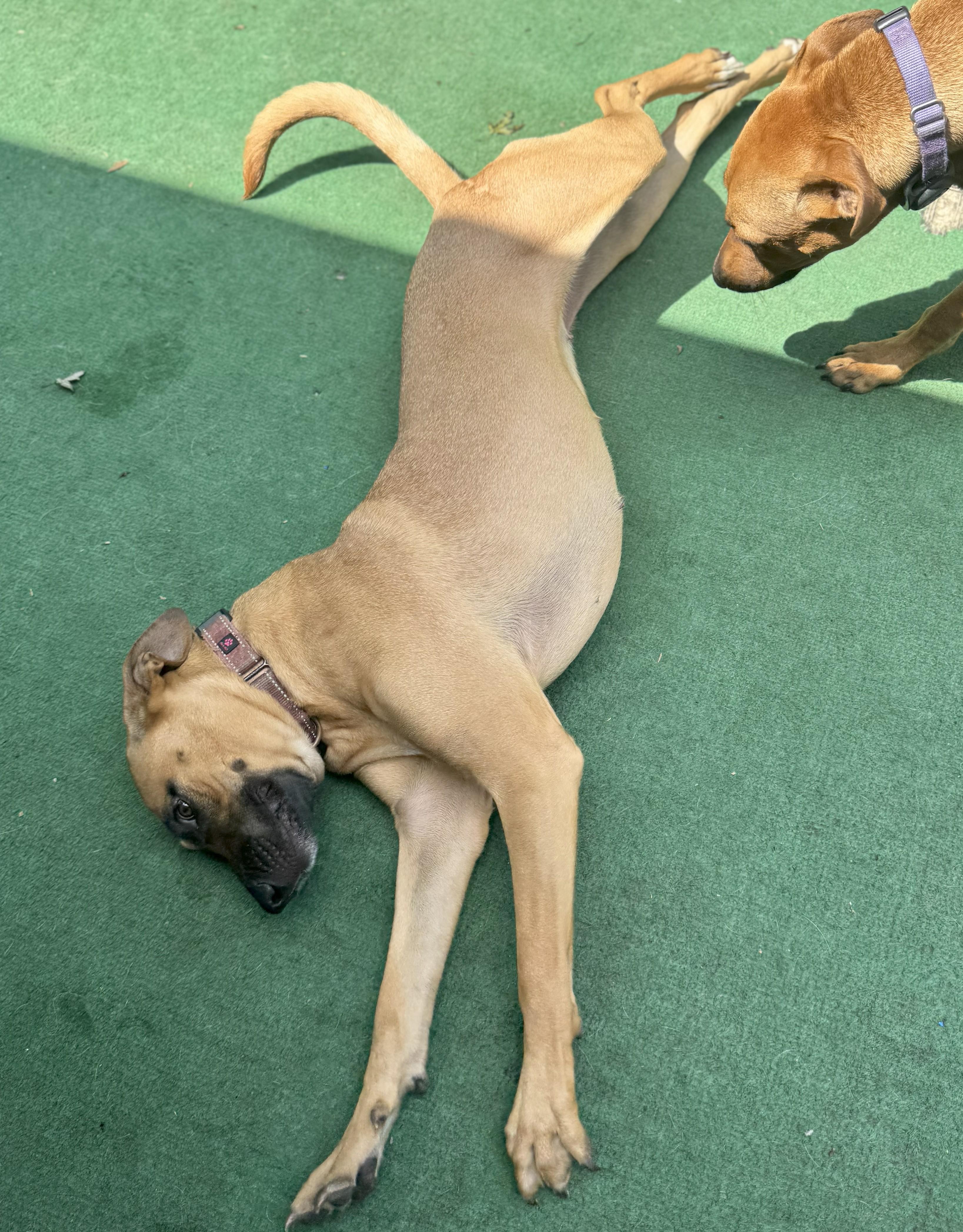 Enlarge Aruban Ramona the party pup, a Adoptable mixed breed in Elgin, IL image 5/5