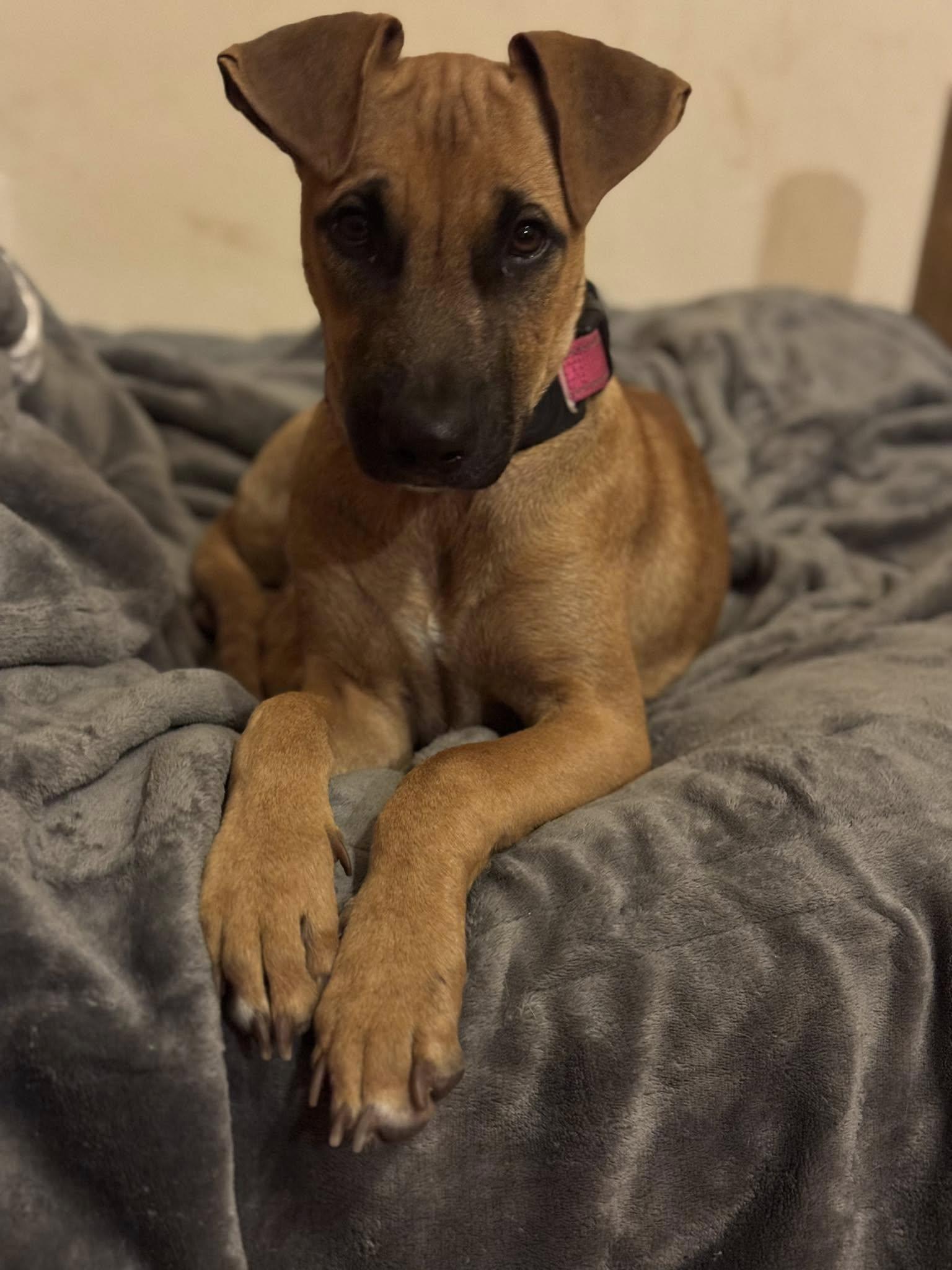 Enlarge Aruban Ramona the party pup, a Adoptable mixed breed in Elgin, IL image 3/5