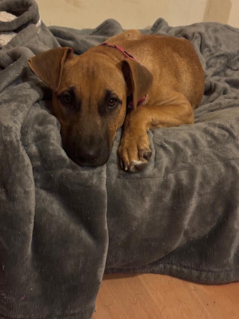 Enlarge Aruban Ramona the party pup, a Adoptable mixed breed in Elgin, IL image 4/5