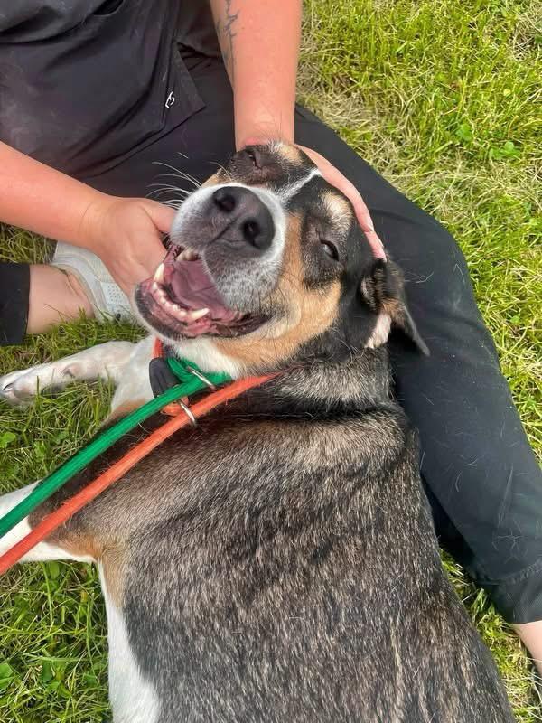 Trinity, a ADOPTABLE mixed breed in Steger, IL image 3/5