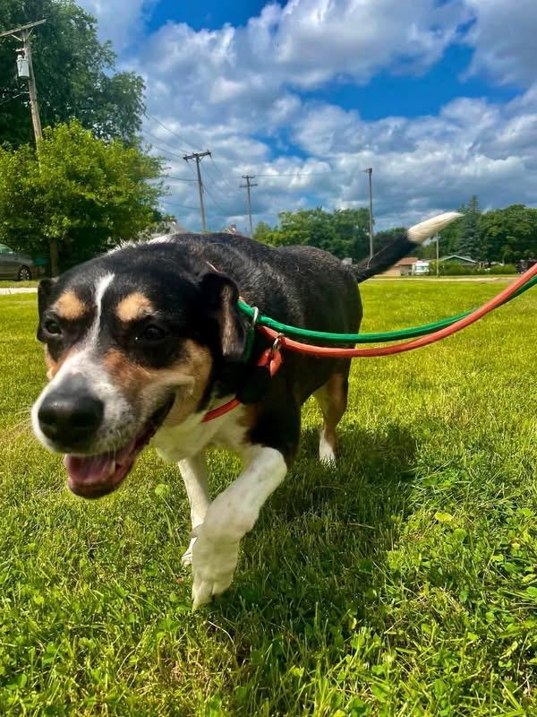 Trinity, a ADOPTABLE mixed breed in Steger, IL image 4/5