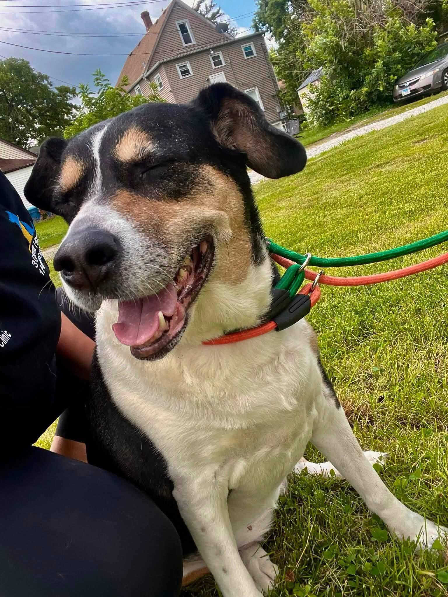 Trinity, a ADOPTABLE mixed breed in Steger, IL image 2/5