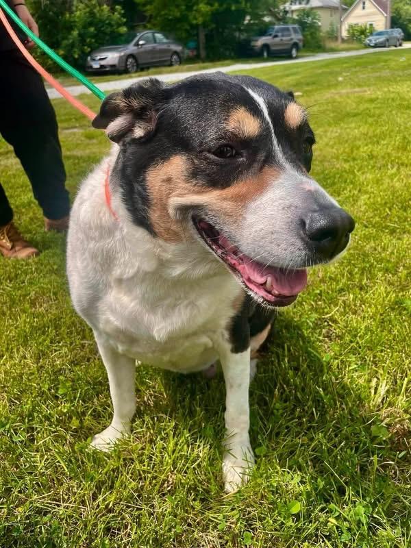 Trinity, a ADOPTABLE mixed breed in Steger, IL image 1/5