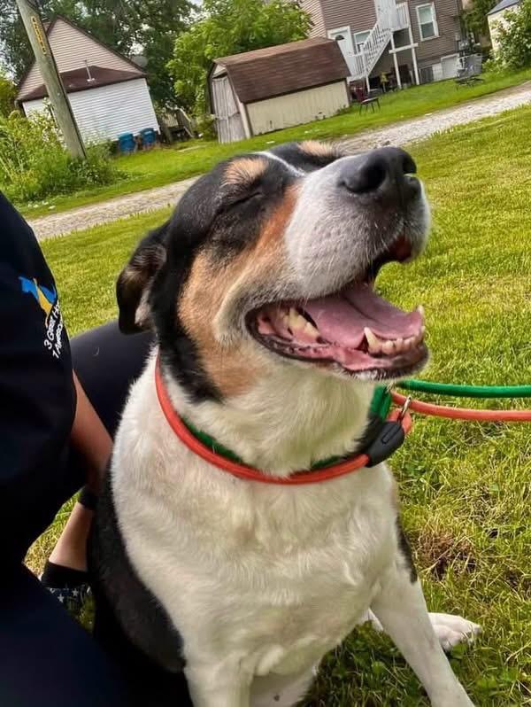 Trinity, a ADOPTABLE mixed breed in Steger, IL image 5/5