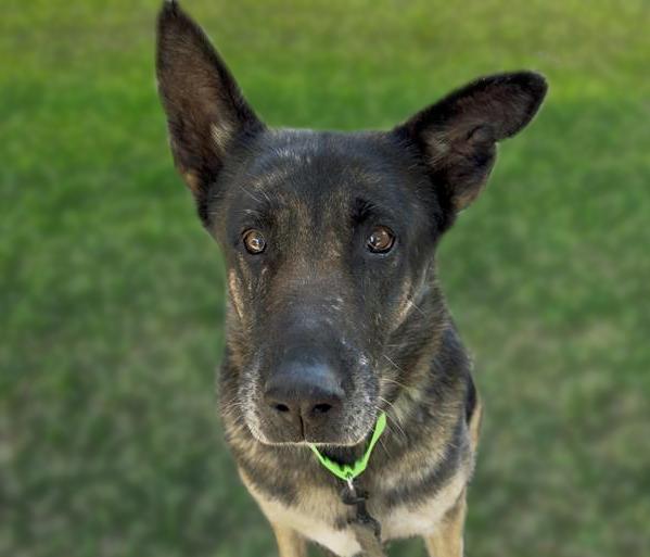 AMBER — thumbnail 2