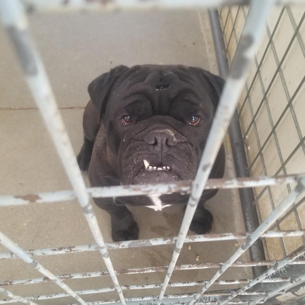 Enlarge Rocky, a Adoptable English Bulldog in Taos, NM image 1/1