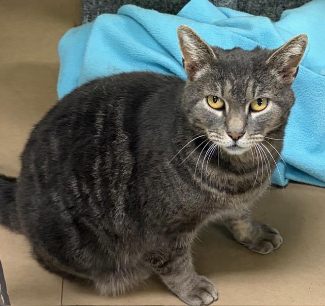 Enlarge hank, an adopted Tabby in Jackson, CA image 1/1