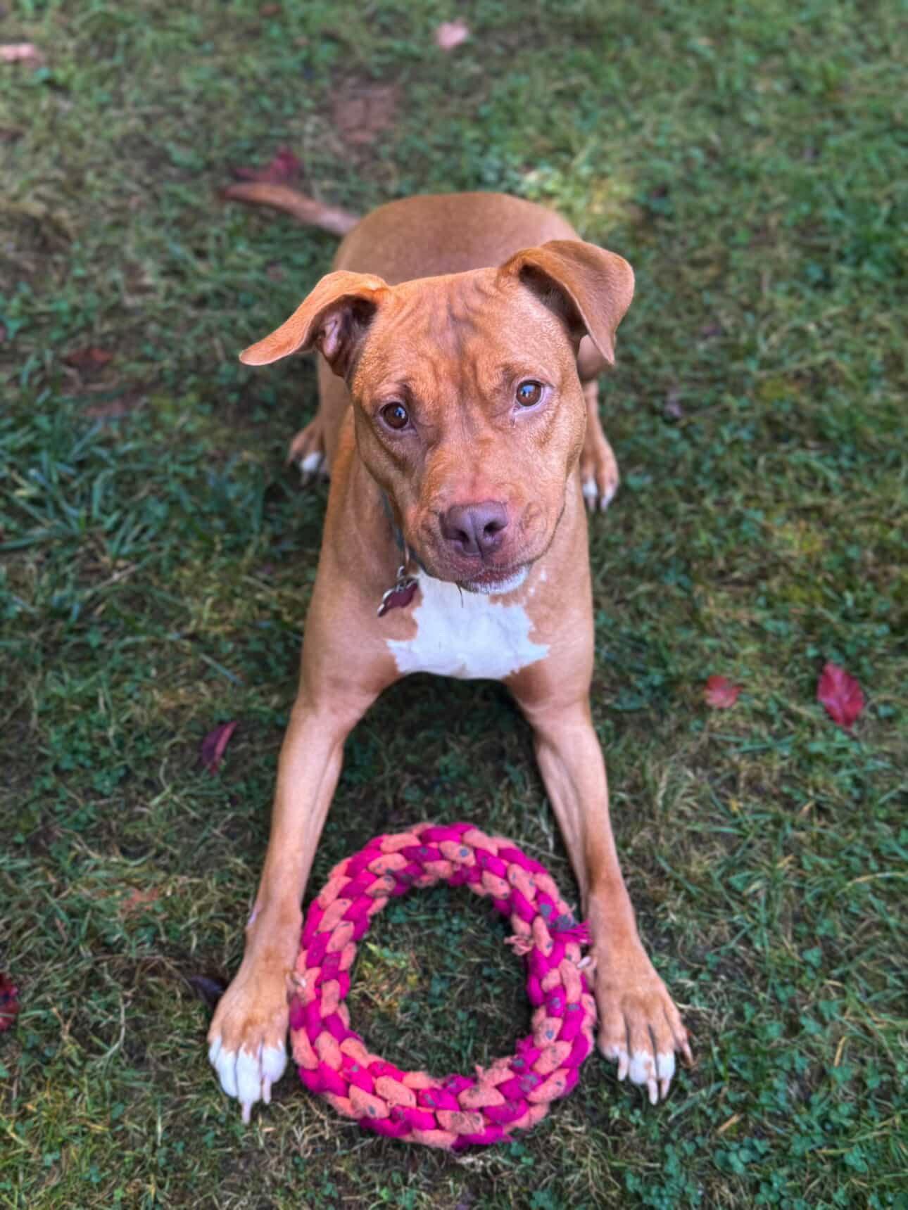 Enlarge Juicy, a Adoptable Terrier in Herndon, VA image 1/3