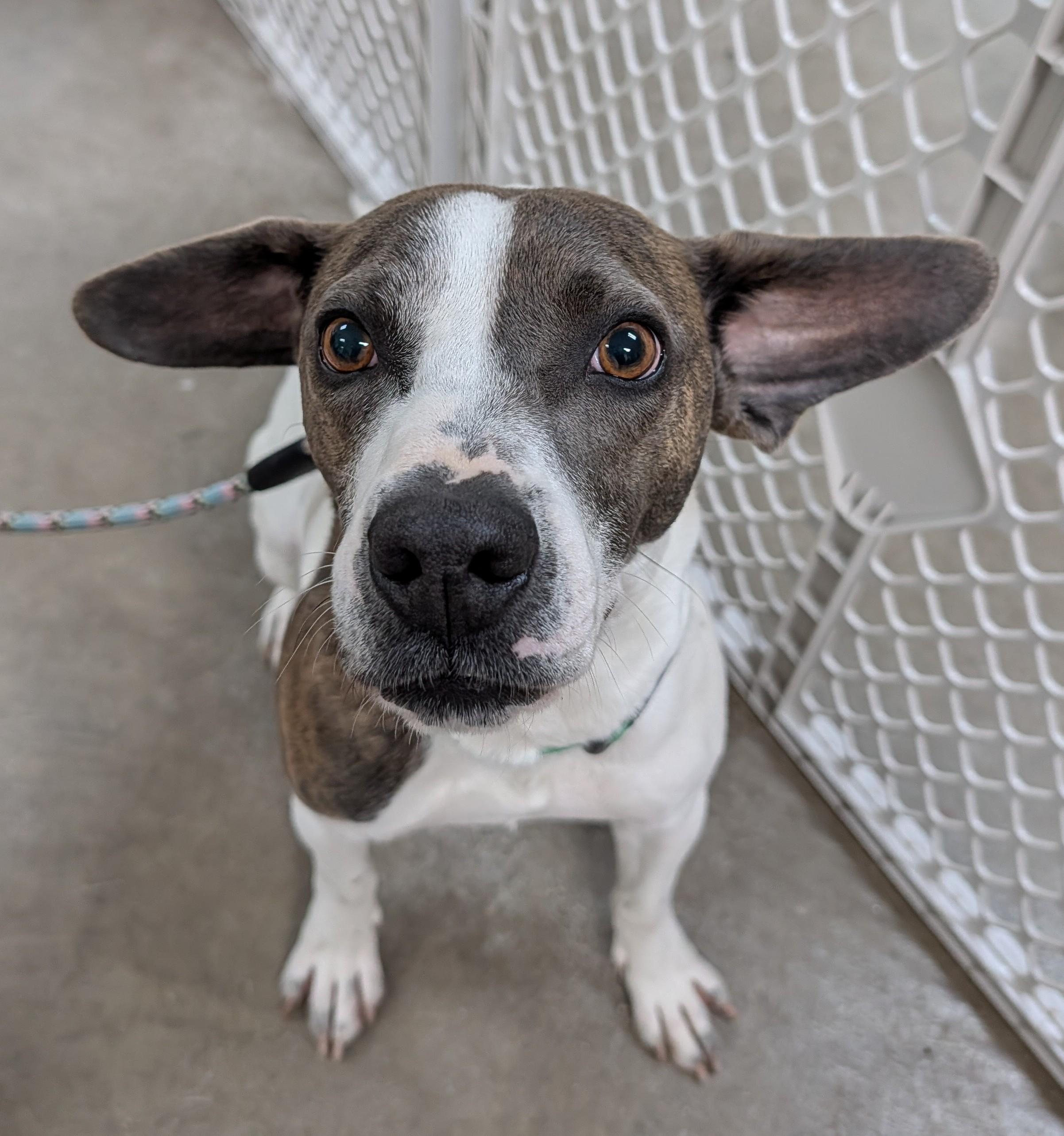 Skyler, an adoptable mixed breed in Decatur, IL image 2/2
