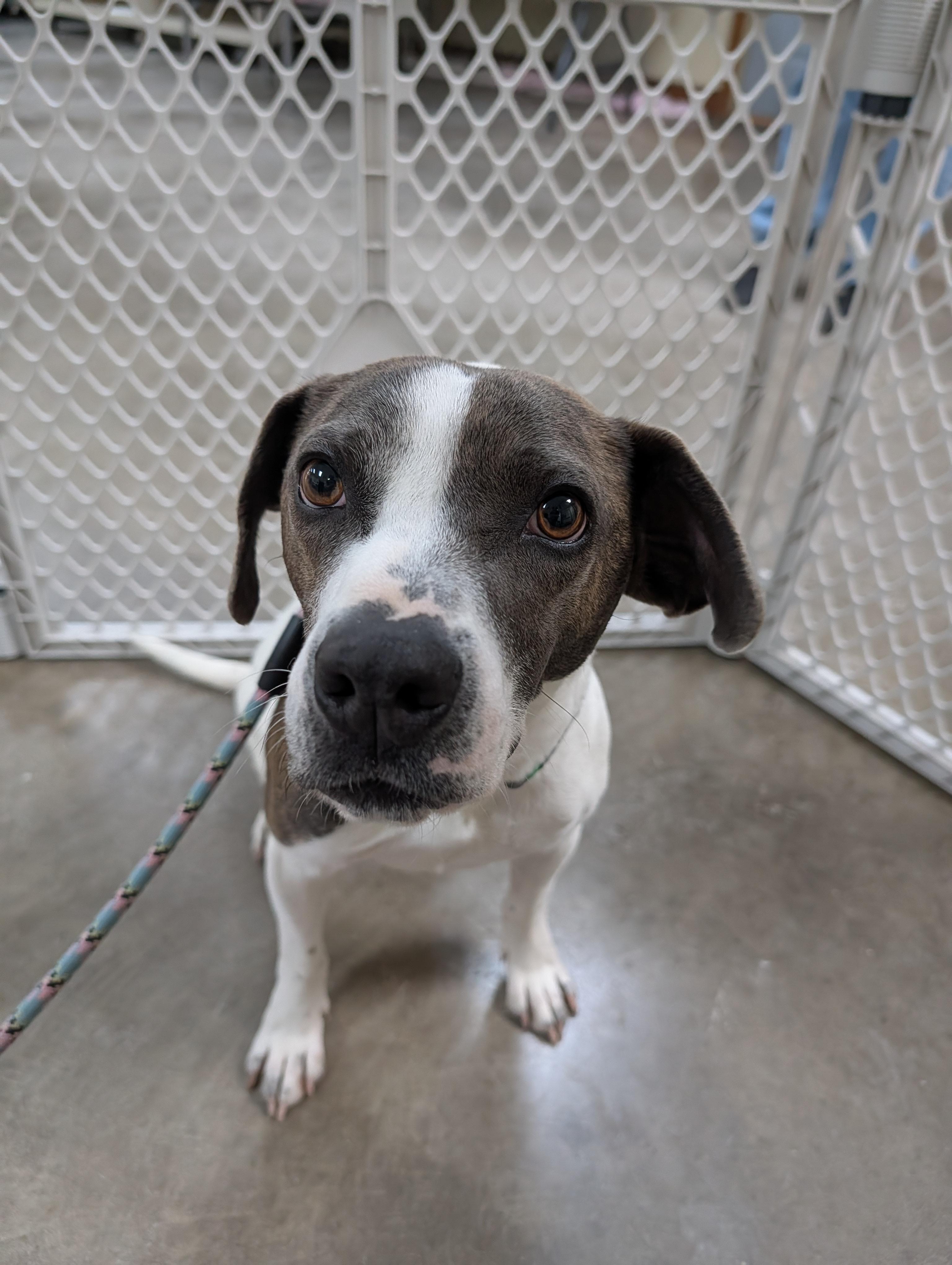 Skyler, adoptable, Adult Female Chihuahua & Beagle.