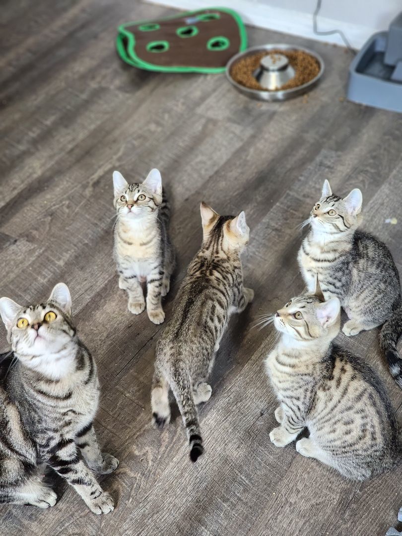 Hope, Adopted, Kitten Female Domestic Short Hair.