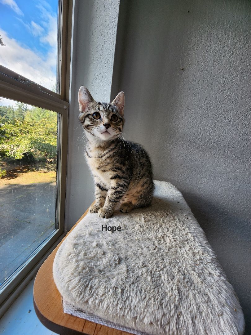 Enlarge Hope, a Adopted Domestic Short Hair in Lacey, WA image 2/4