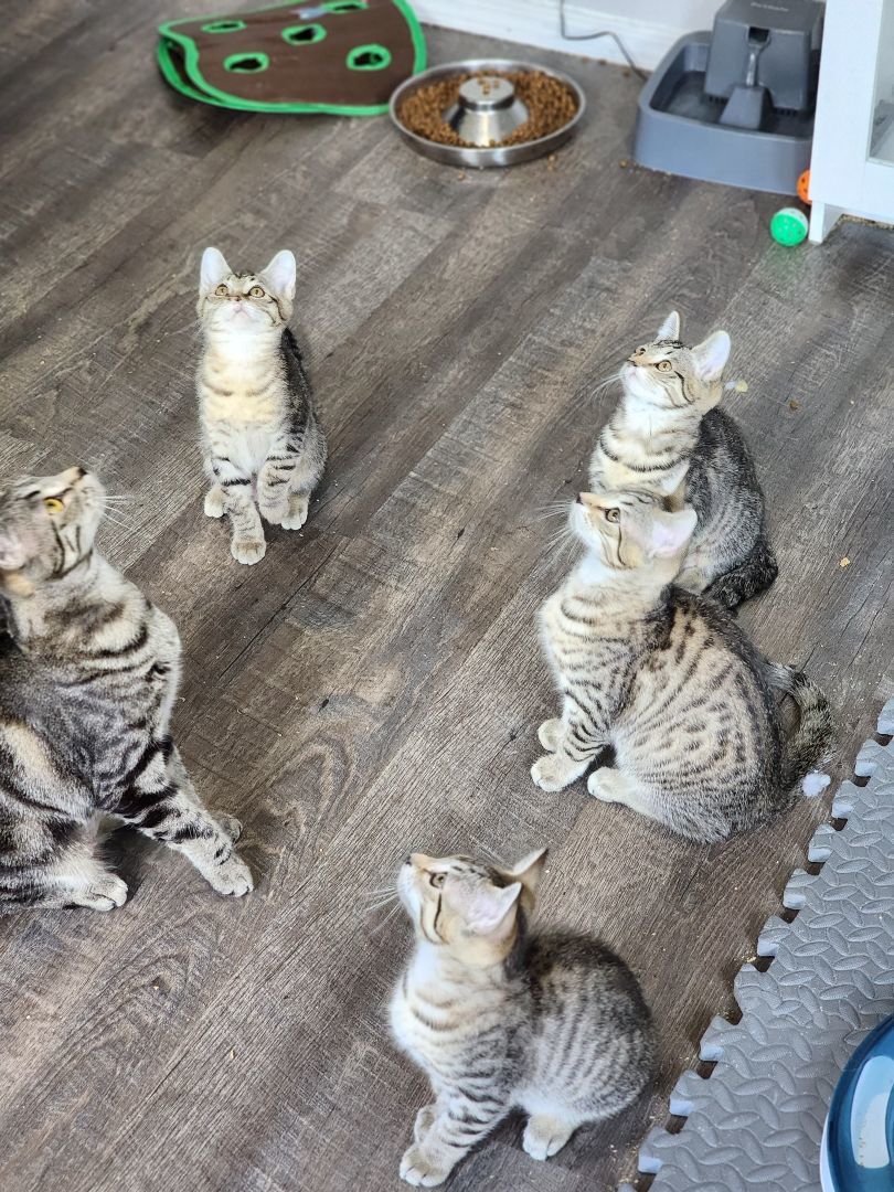 Enlarge Hope, a Adopted Domestic Short Hair in Lacey, WA image 3/4