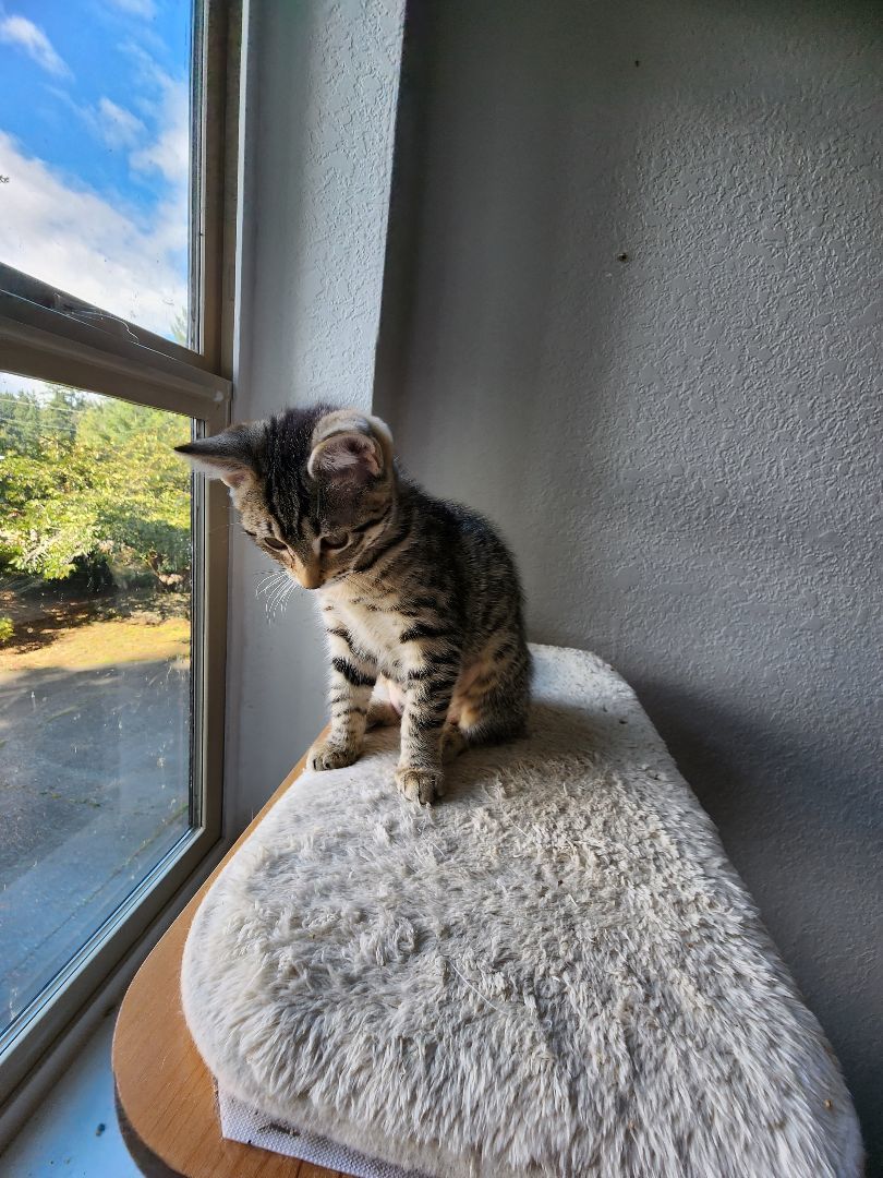 Enlarge Hope, a Adopted Domestic Short Hair in Lacey, WA image 4/4