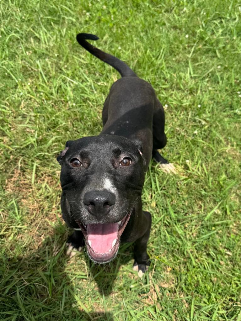 Enlarge Kash, a Adoptable Mixed Breed in Bossier City, LA image 1/4