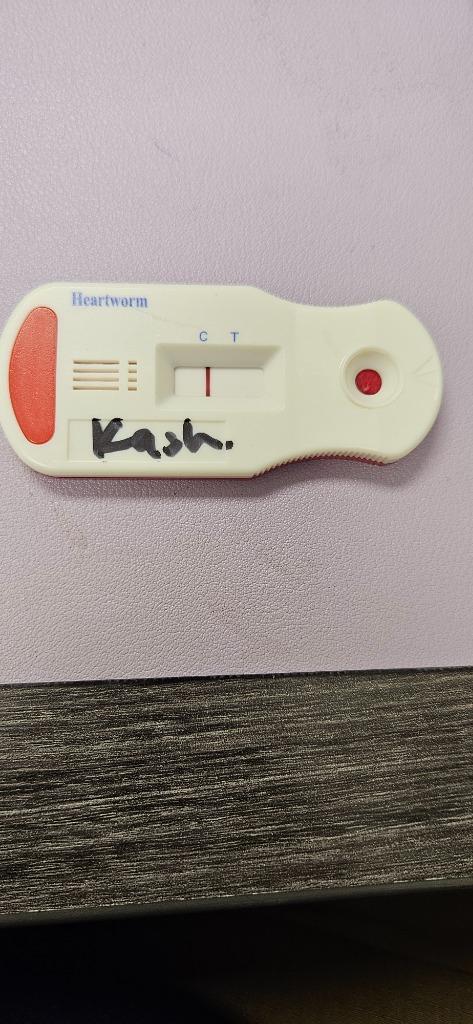 Kash, Adoptable, Young Male Mixed Breed.