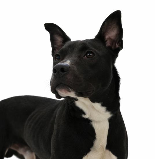 Enlarge Kash, a Adoptable Mixed Breed in Bossier City, LA image 3/4