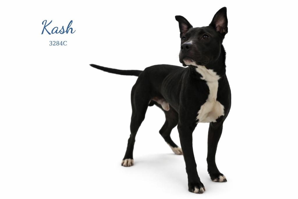 Enlarge Kash, a Adoptable Mixed Breed in Bossier City, LA image 4/4