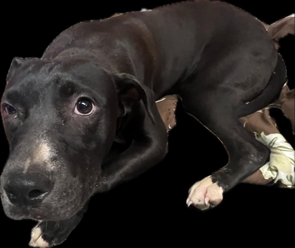 Enlarge Kash, a Adoptable Mixed Breed in Bossier City, LA image 3/4