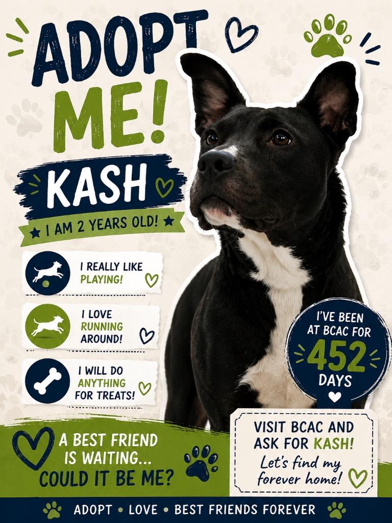 Enlarge Kash, a Adoptable Mixed Breed in Bossier City, LA image 5/5