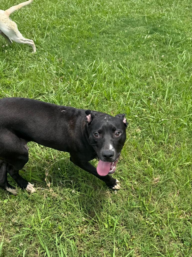 Enlarge Kash, a Adoptable Mixed Breed in Bossier City, LA image 4/4