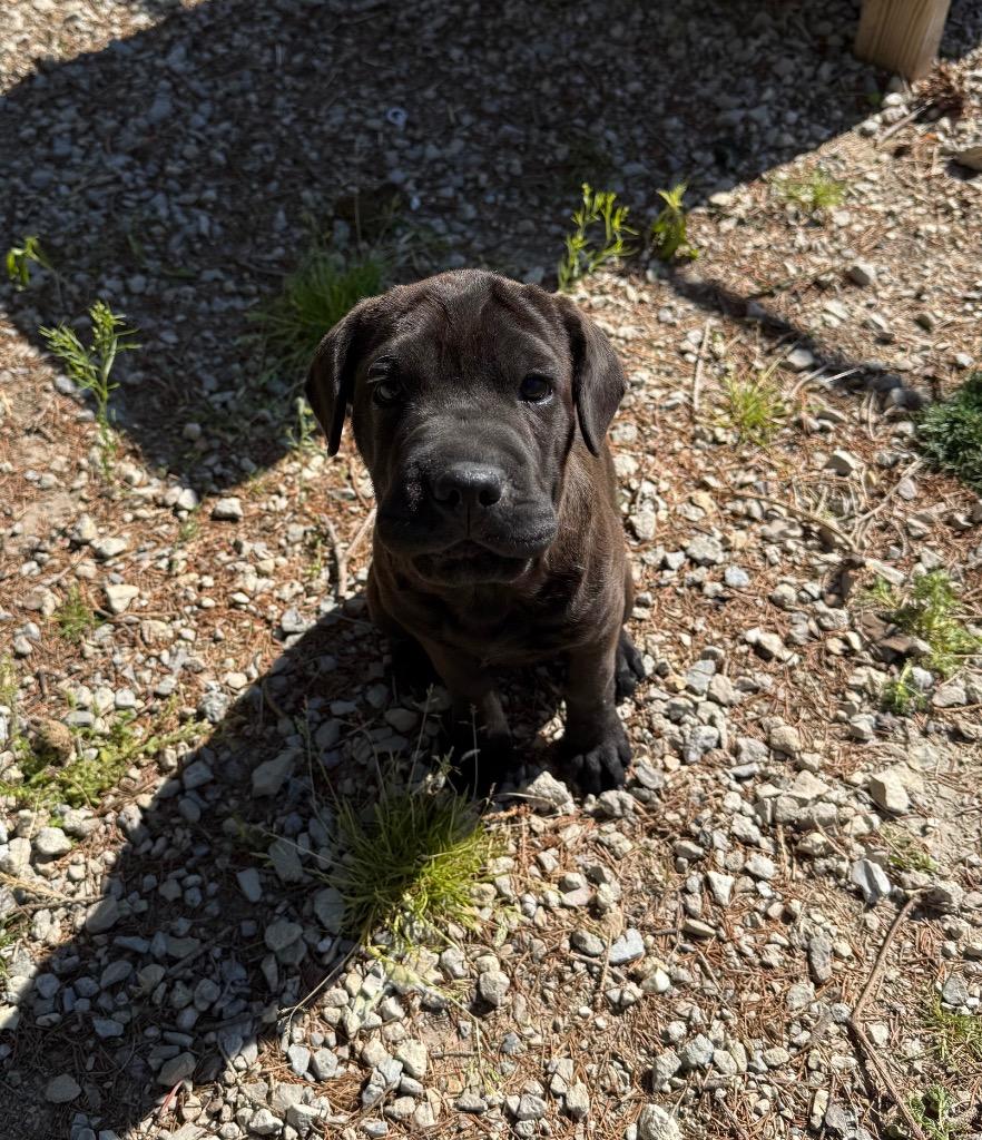Enlarge Sugar, a Adoptable Mixed Breed in Lagrange, IN image 1/1