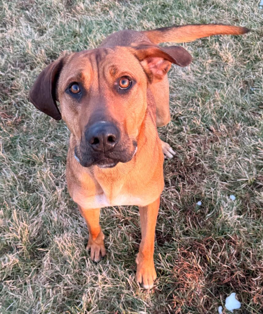 Champagne, Adoptable, Young Female Retriever & Hound.