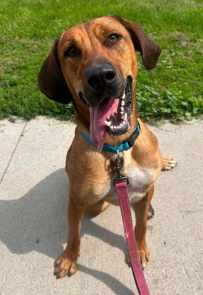 Enlarge Champagne, a Adoptable mixed breed in Defiance, OH image 2/6
