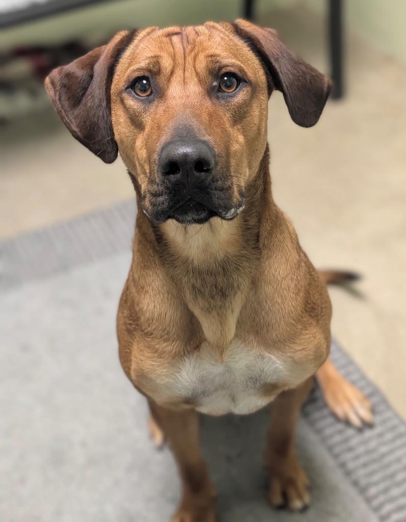 Enlarge Champagne, a Adoptable mixed breed in Defiance, OH image 2/6