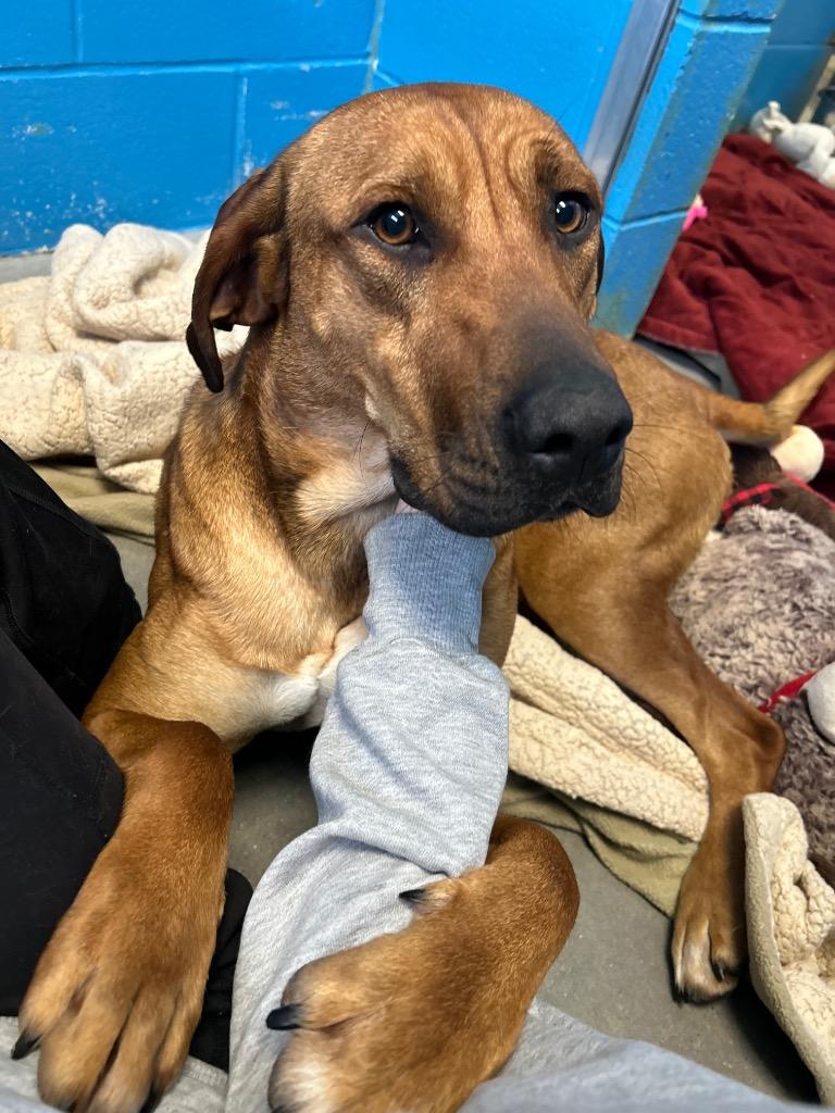 Enlarge Champagne, a Adoptable mixed breed in Defiance, OH image 3/6